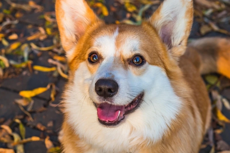 Hình nền đáng yêu từ hình nền chó Corgi đẹp