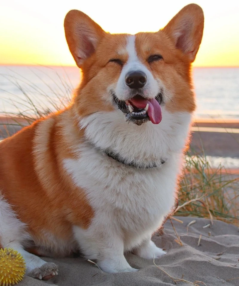 Màu vàng trắng xinh xắn của chó Corgi màu vàng trắng