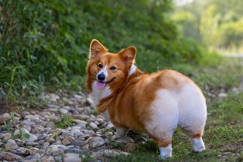 Biểu cảm ngáo hài cực cưng của chó Corgi ngáo hài