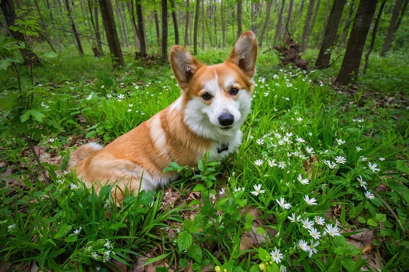 Đáng yêu đến tan chảy với chó Corgi đáng yêu