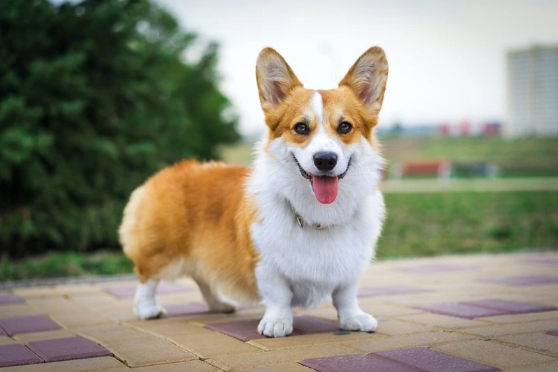 Sự thông minh lan tỏa ở chó Corgi thông minh