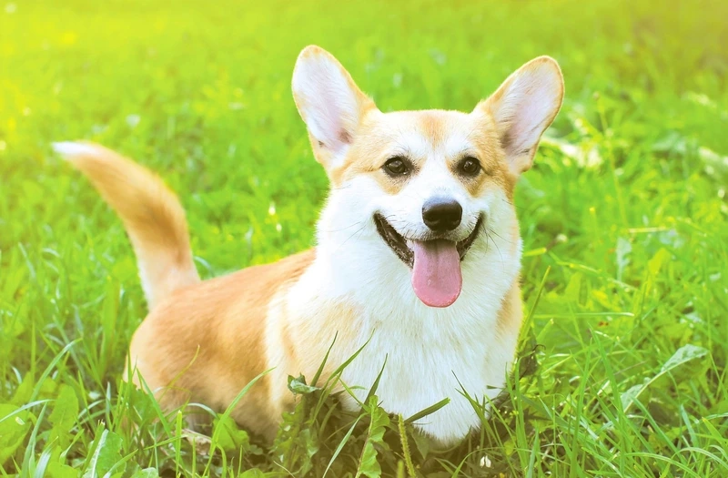 Dáng tròn xinh như chó Corgi béo ú