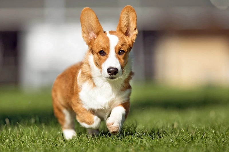 Nét nhỏ nhắn dễ thương của chó Corgi xinh xắn