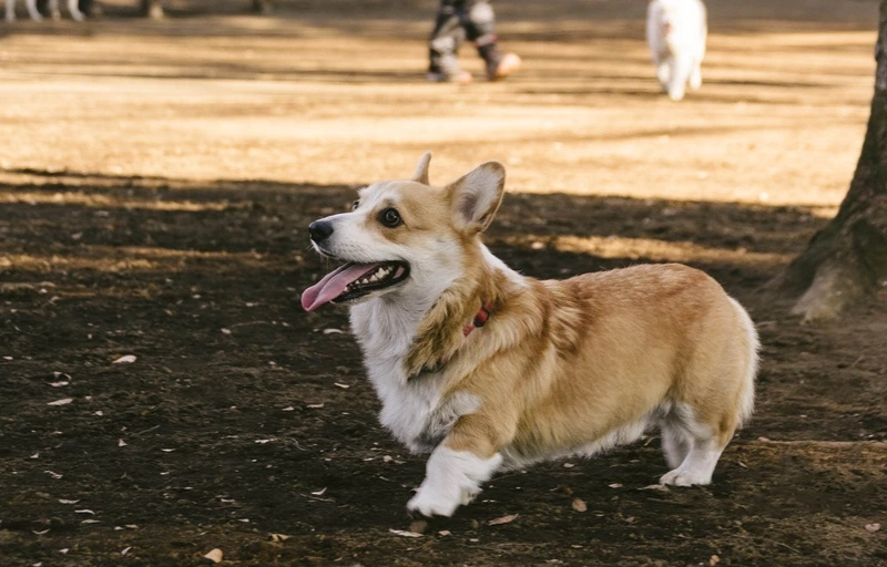 Cưng hết nấc với ảnh chó Corgi dễ thương
