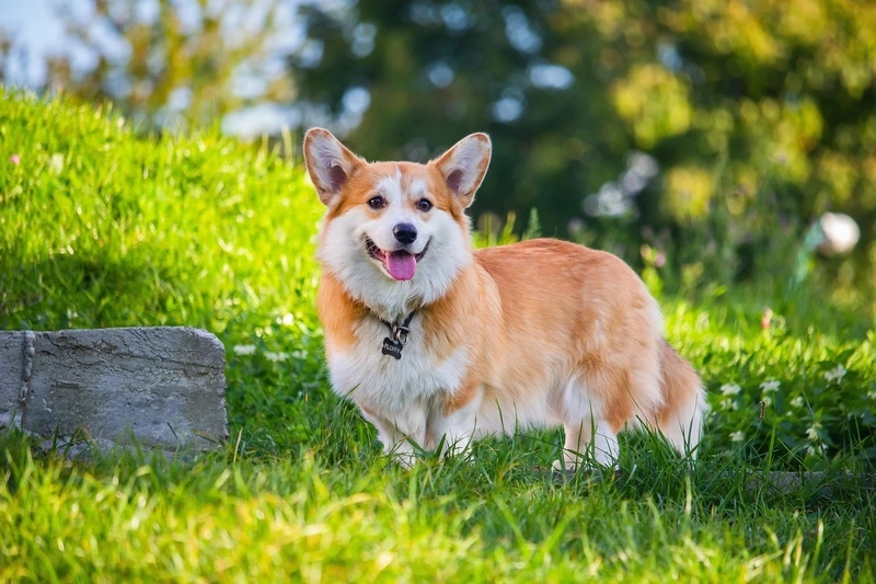 Chân ngắn đáng yêu nổi bật của chó Corgi chân ngắn đáng yêu
