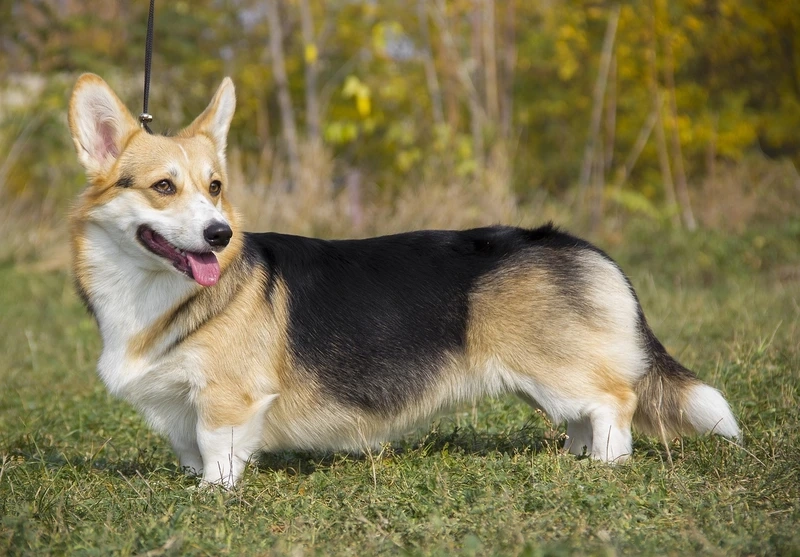 Bé nhỏ siêu cưng là chó Corgi con dễ thương
