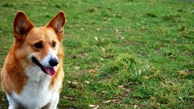 Tạo kiểu thần thái với chó Corgi tạo kiểu chụp ảnh