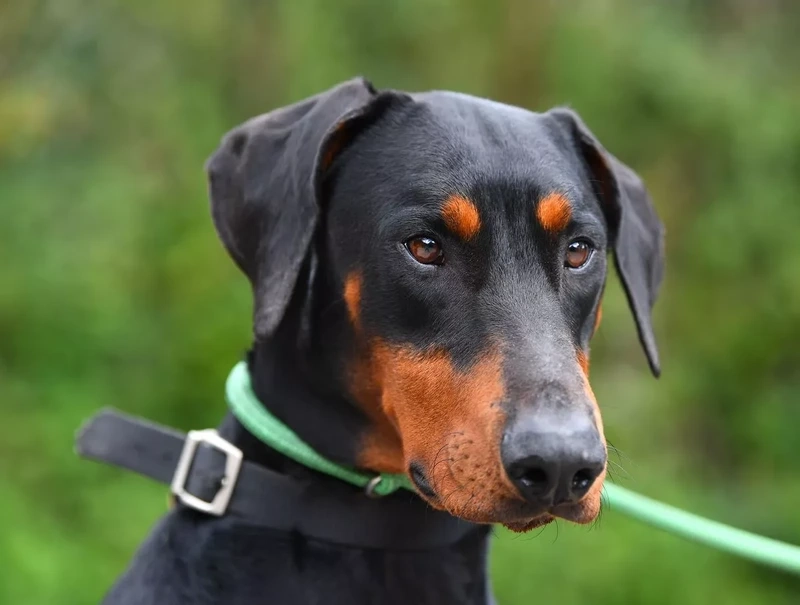 Đặc điểm của chó Doberman đầy ấn tượng