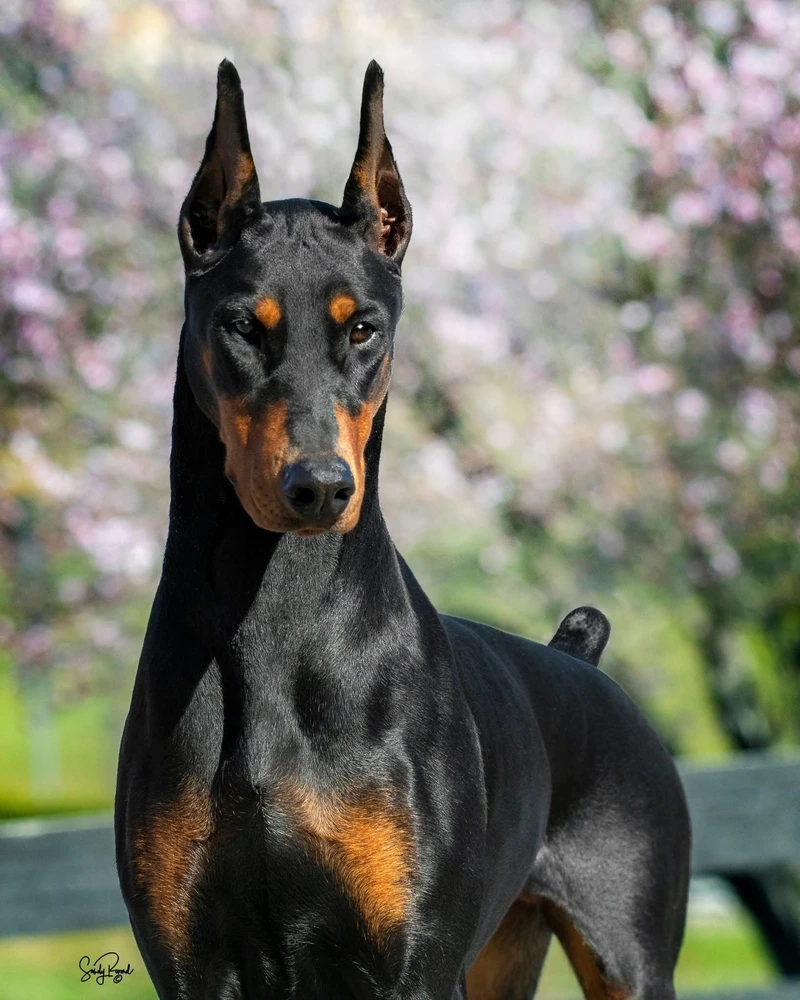 Thần thái cực ngầu của chó Doberman ngầu