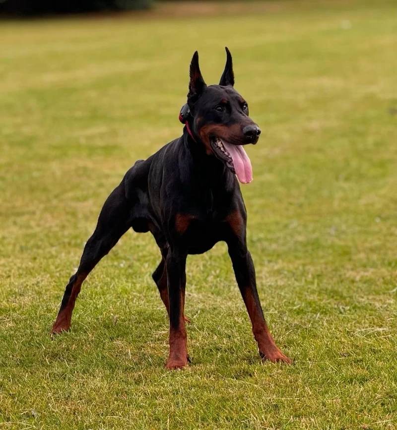 Cắt tai cực chất cùng chó Doberman cắt tai