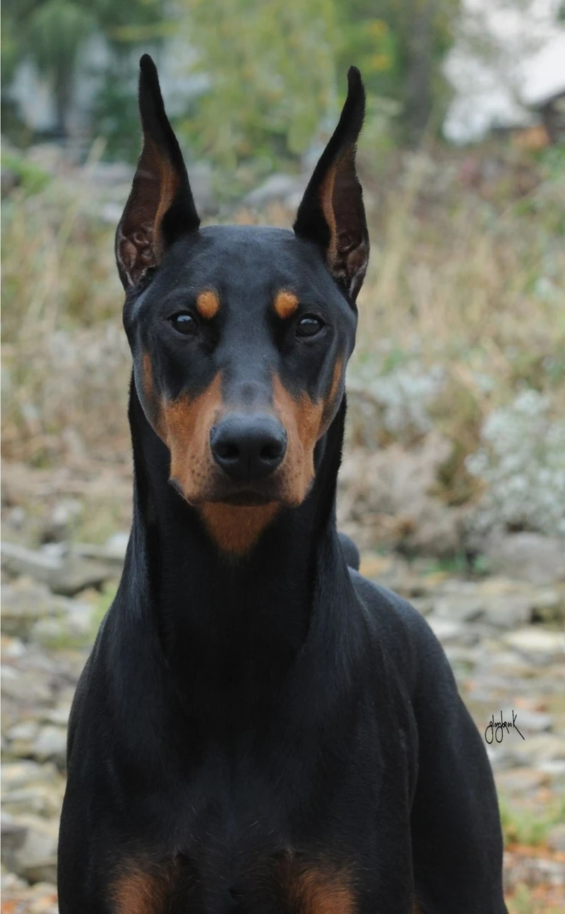 Bé nhỏ siêu đáng yêu là chó Doberman con