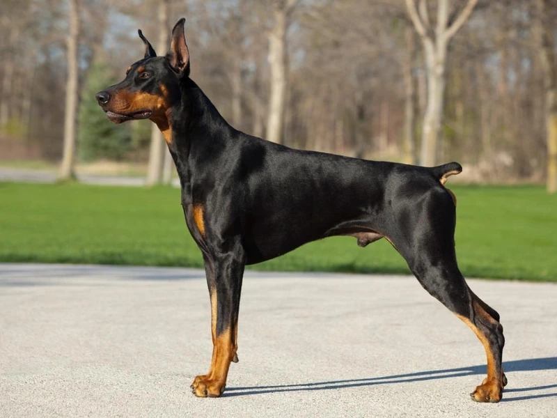 Dễ thương xỉu cùng chó Doberman dễ thương