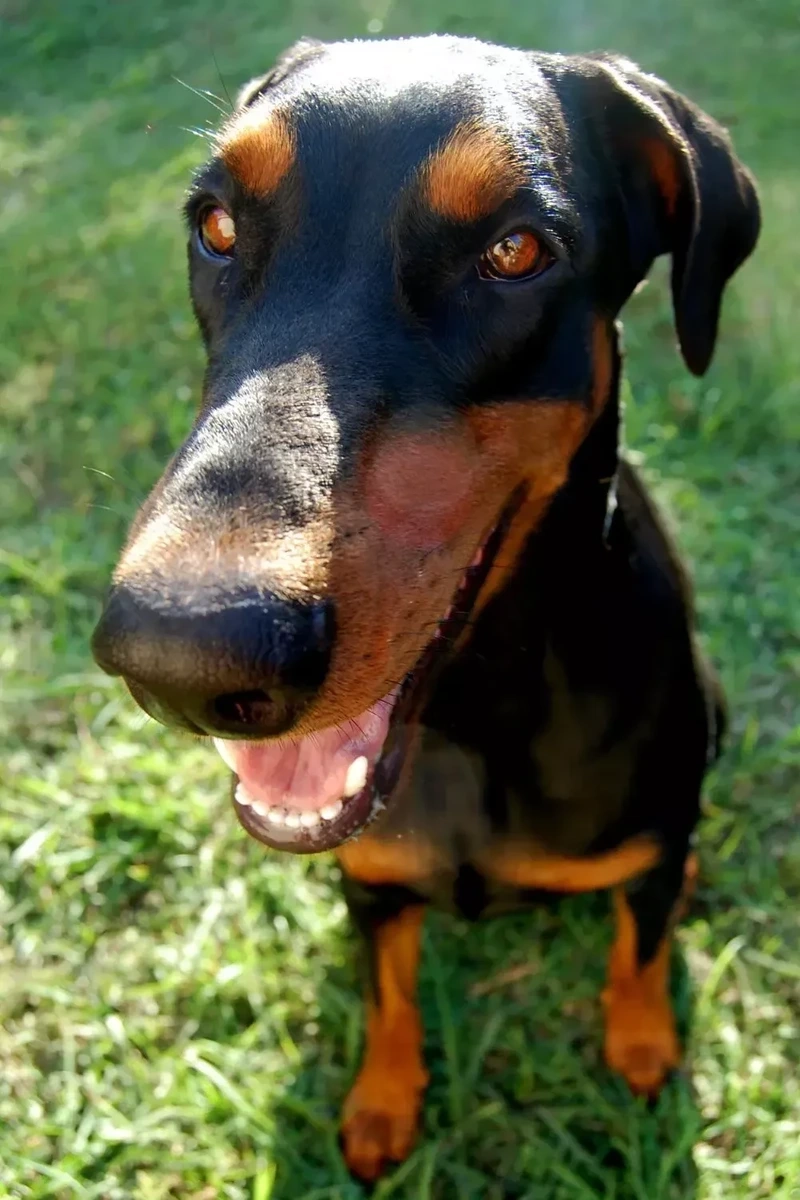 Cơ bắp nổi bật của chó Doberman cơ bắp