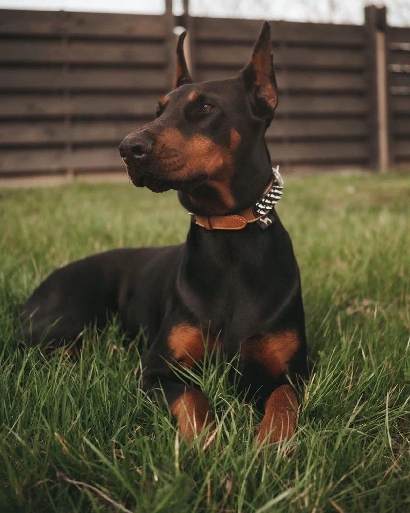 Màu đen huyền bí cực đẹp của chó Doberman màu đen