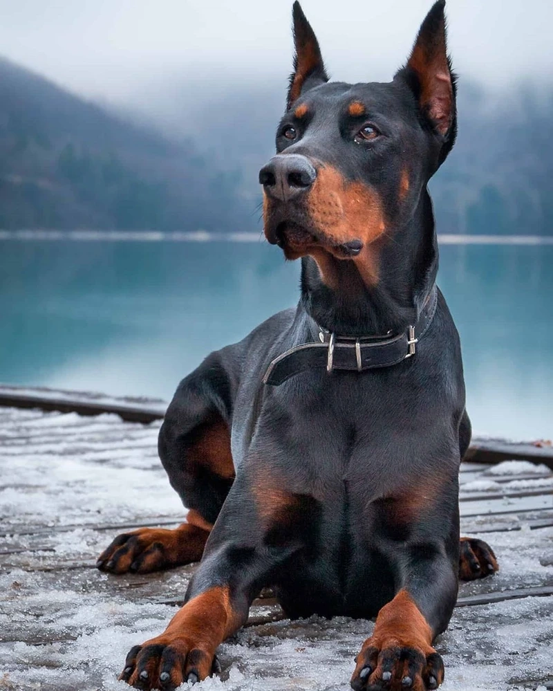 Dũng mãnh đầy uy lực là chó Doberman dũng mãnh