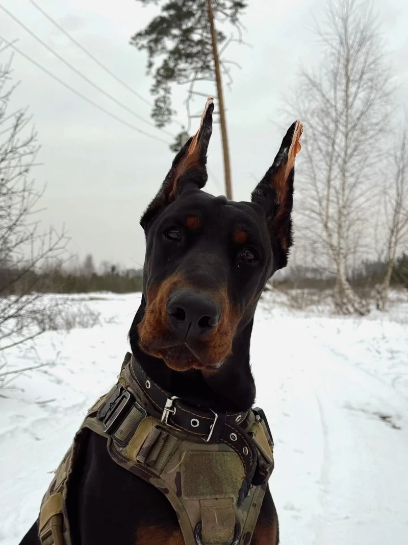 Bảo vệ xuất sắc cùng chó Doberman bảo vệ