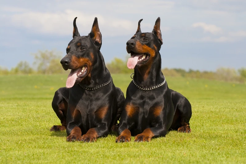 Ảnh đại diện nổi bật từ avatar chó Doberman