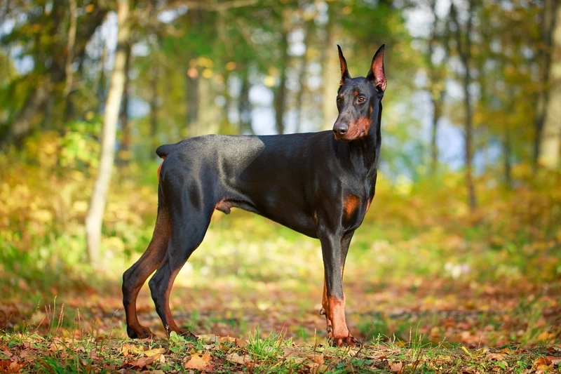 Hình nền dễ thương nổi bật với hình nền chó Doberman