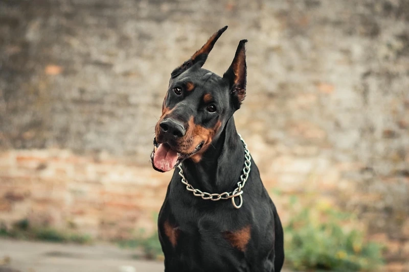 Tập luyện thần thái cùng chó Doberman tập luyện