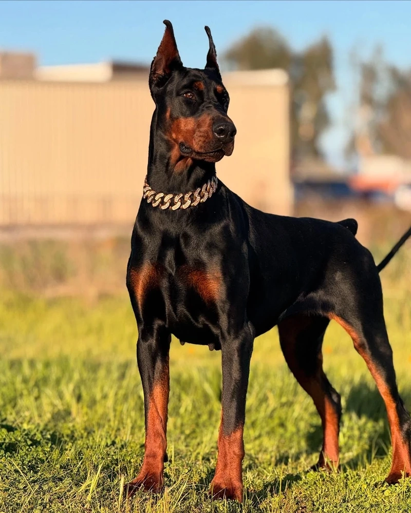 Thông minh lan tỏa từ chó Doberman thông minh
