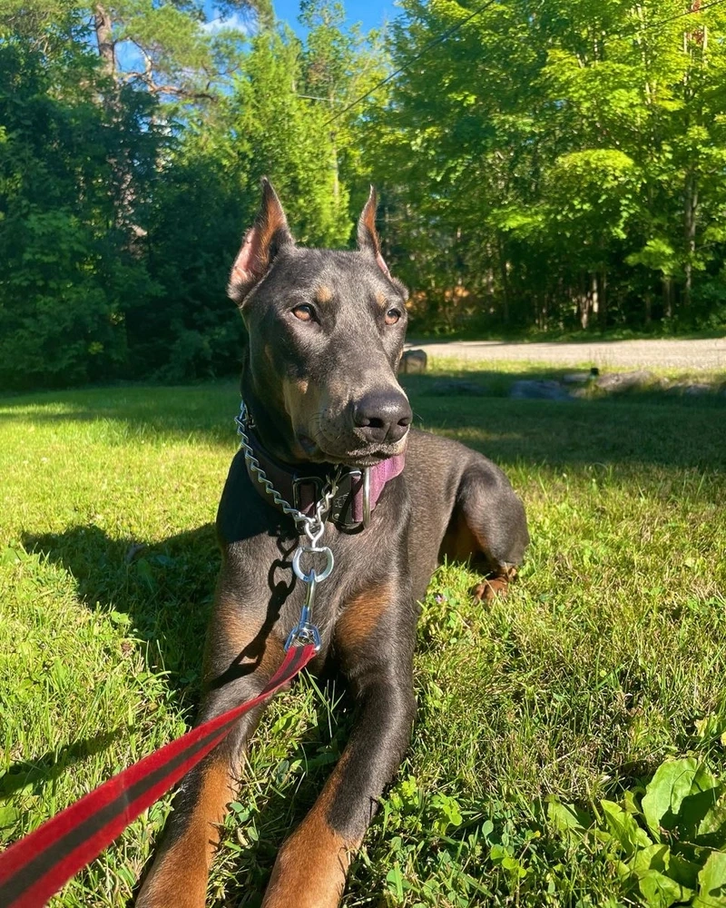 Trung thành tuyệt vời với chó Doberman trung thành