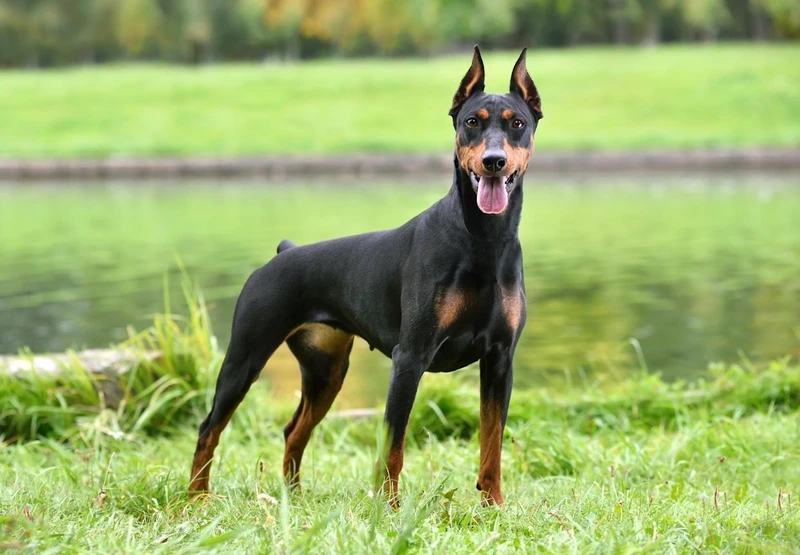 Lạnh lùng cực chất với chó Doberman lạnh lùng