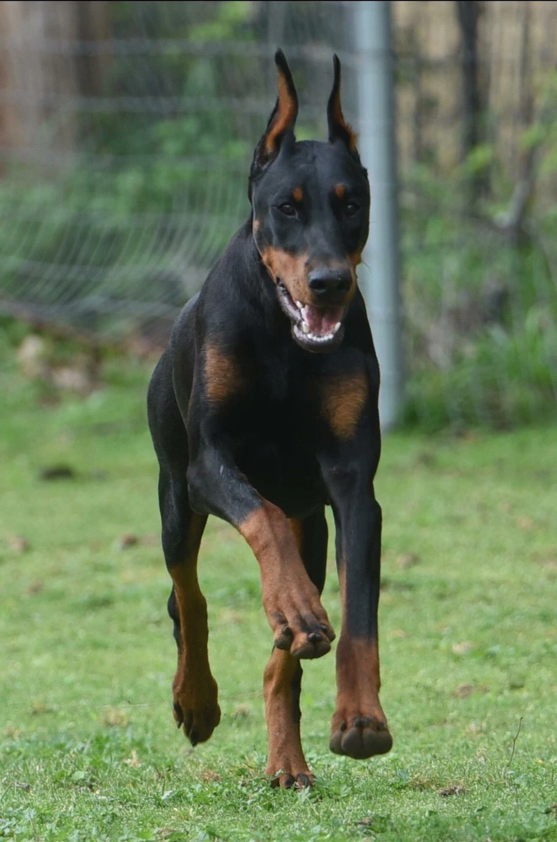 Oai vệ nổi bật là chó Doberman oai vệ