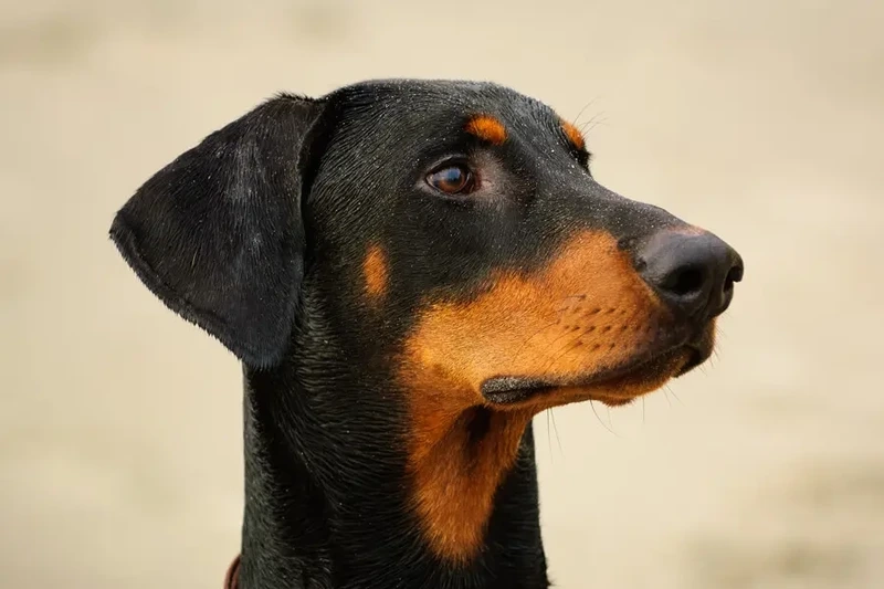 Màu nâu nổi bật siêu cuốn hút của chó Doberman màu nâu