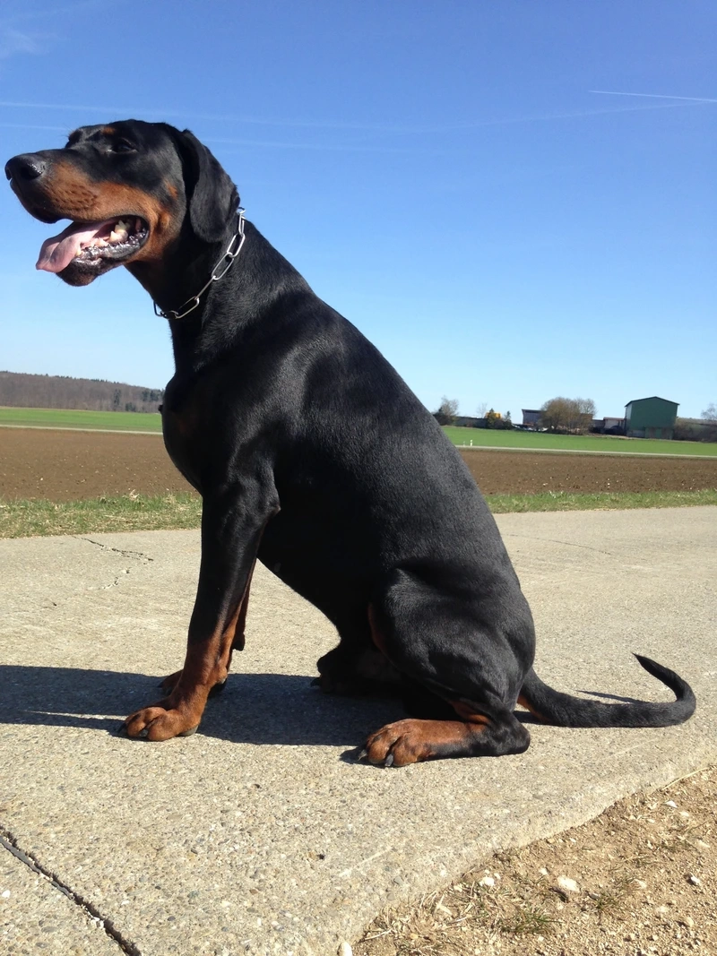Ngầu chất ngất với chó Doberman ngầu