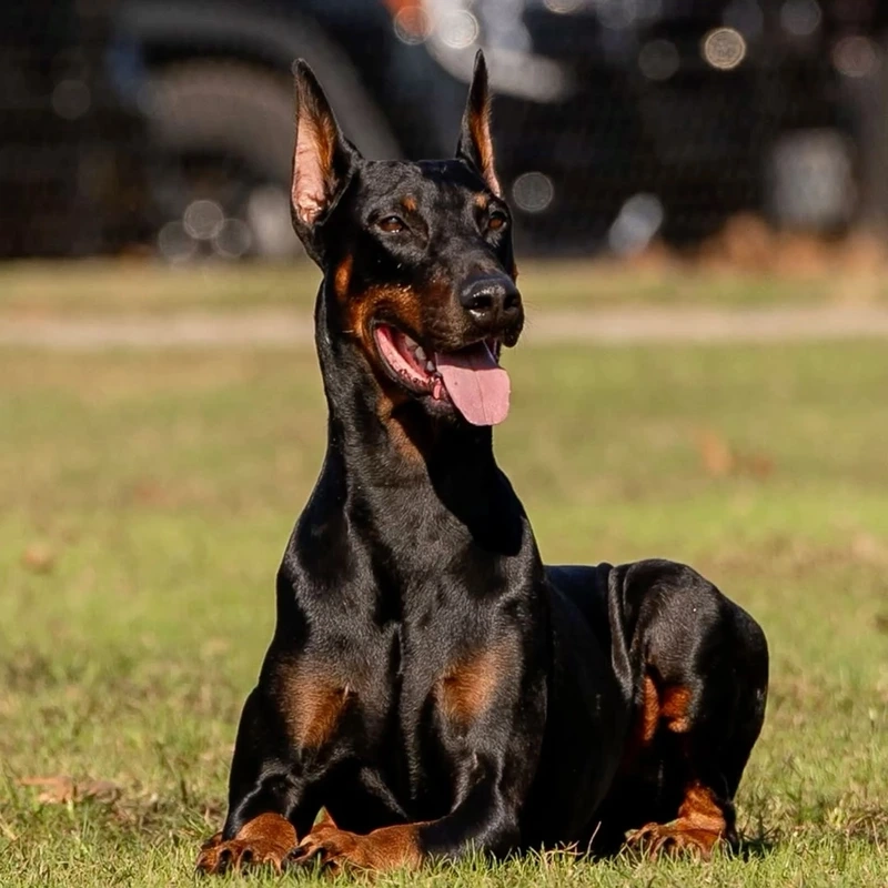 Cơ bắp mạnh mẽ nổi bật của chó Doberman cơ bắp