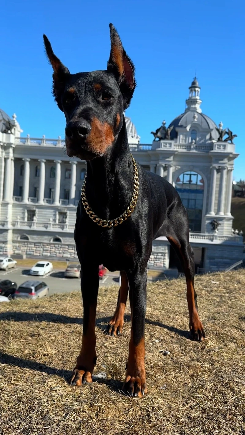 Màu đen huyền bí cực chất của chó Doberman màu đen