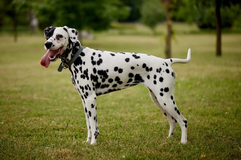 Bé yêu nhà bạn là chó Đốm Dalmatian đáng yêu