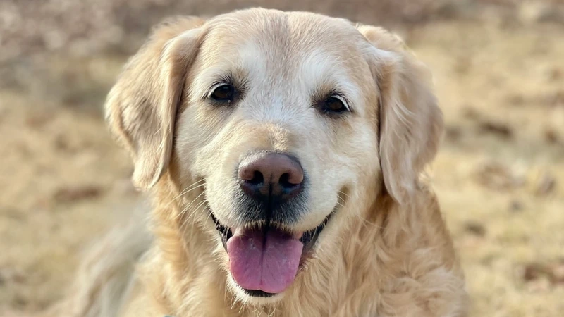 Đặc điểm của chó Golden Retriever 