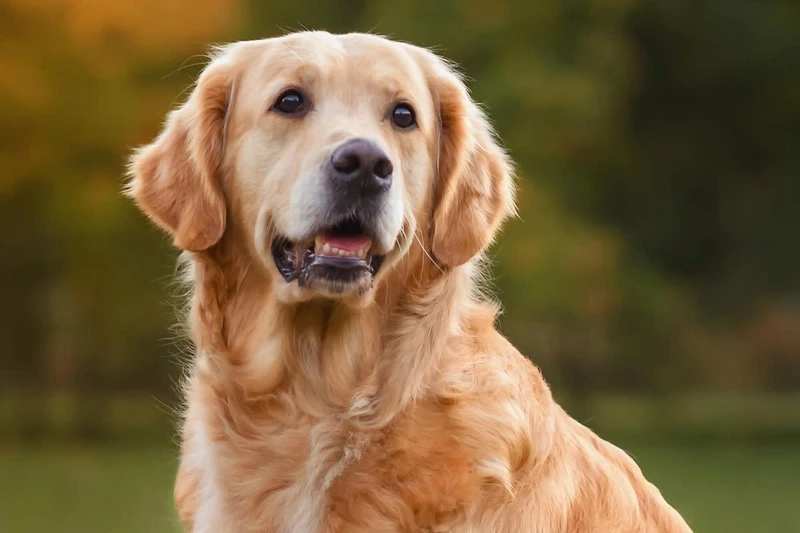 Cười rạng rỡ cùng chó Golden Retriever cười