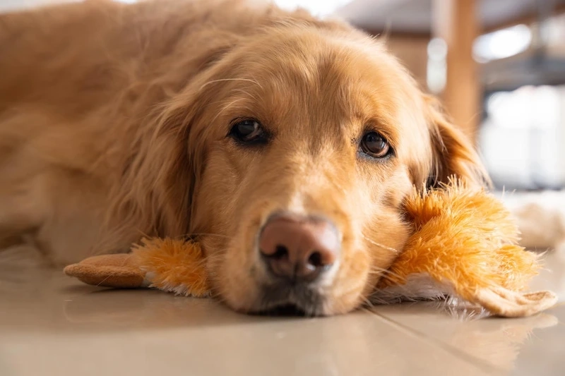 Tan chảy trước nét xinh của chó Golden Retriever cute