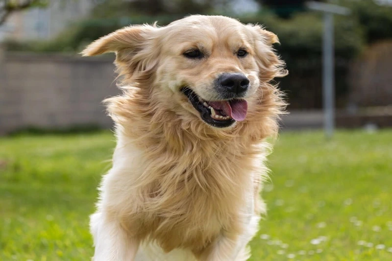 Bé nhỏ đáng yêu là chó Golden Retriever con