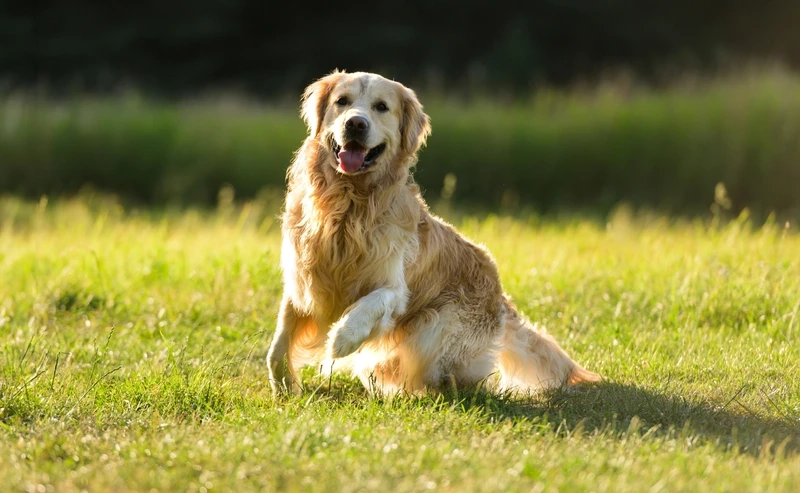 Bộ lông vàng nổi bật của chó Golden Retriever lông vàng