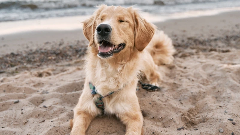 Thông minh lan tỏa từ chó Golden Retriever thông minh