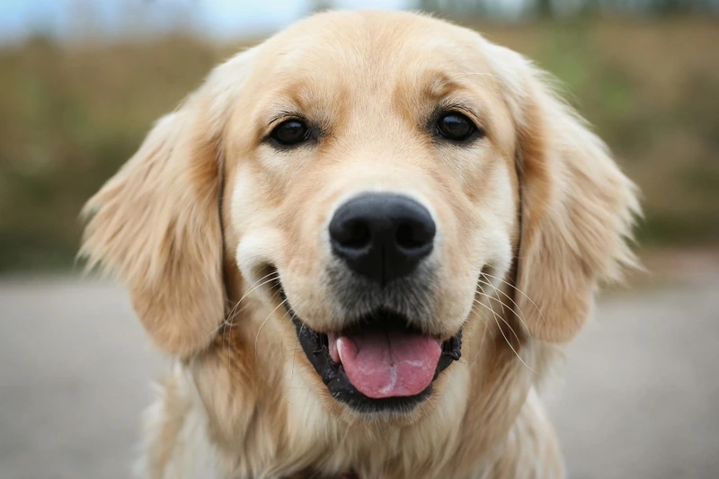 Hài hước vui nhộn cùng chó Golden Retriever hài hước
