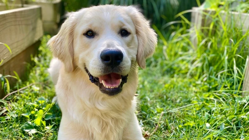 Meme vui nhộn khó quên với meme chó Golden Retriever
