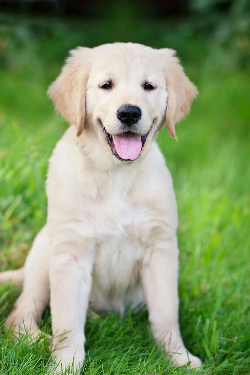 Ảnh đại diện cực xinh từ avatar chó Golden Retriever