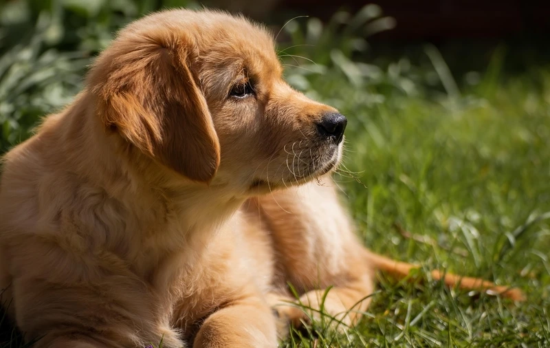 Hình nền nổi bật dễ thương với hình nền chó Golden Retriever