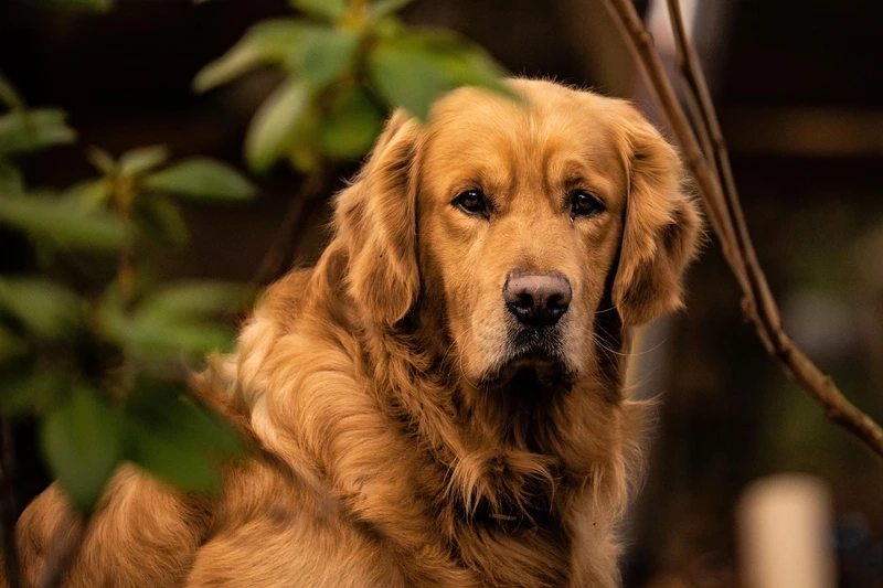 Đi dạo tràn đầy năng lượng cùng chó Golden Retriever đi dạo
