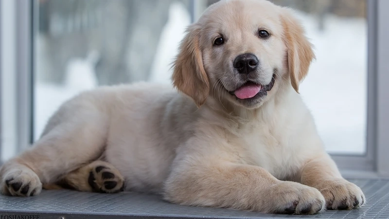 Ngoan ngoãn cực đáng yêu là chó Golden Retriever ngoan ngoãn