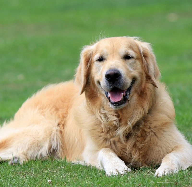 Thân thiện lan tỏa cùng chó Golden Retriever thân thiện