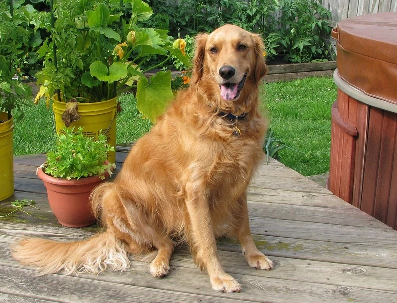 Trung thành tuyệt vời với chó Golden Retriever trung thành