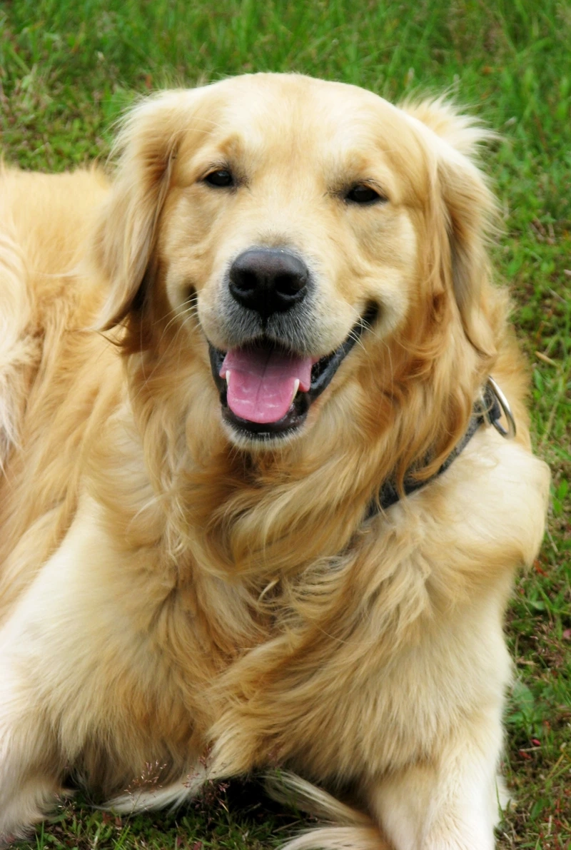 Đáng yêu đến xỉu với chó Golden Retriever đáng yêu