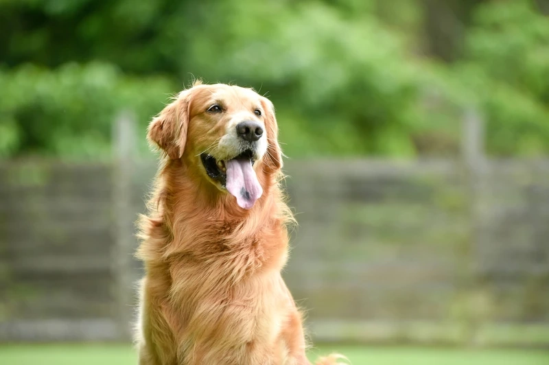 Bé nhỏ siêu cưng là bé chó Golden Retriever