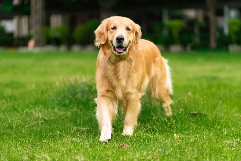 Cute xỉu tan chảy cùng chó Golden Retriever cute