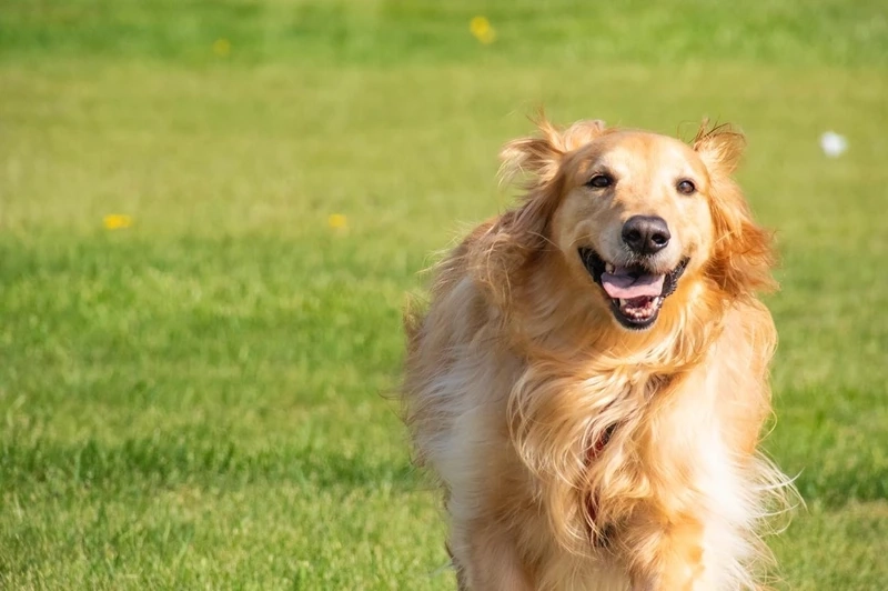 Dễ thương lan tỏa từ chó Golden Retriever dễ thương